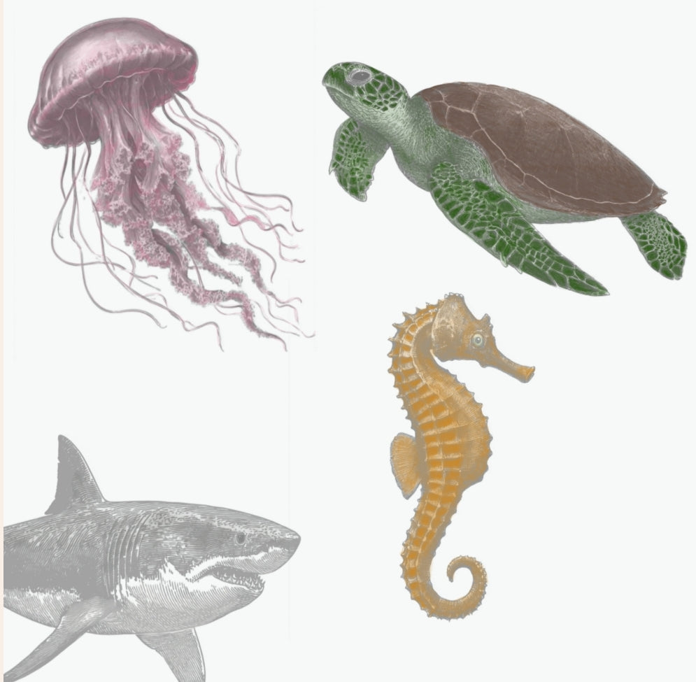 From Sea to Screen: Creating Realistic Marine Animals in Procreate Without Rigidity
