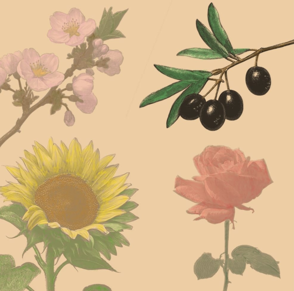 Creating Realistic Botanical Illustrations in Procreate